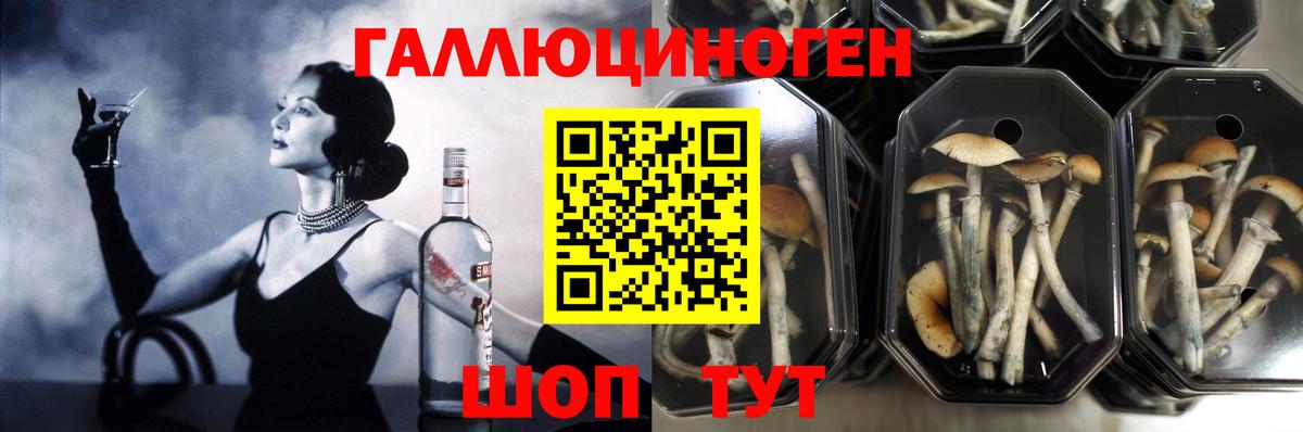 Псилоцибиновые грибы Cubensis  Вход с VPN  Шебекино 